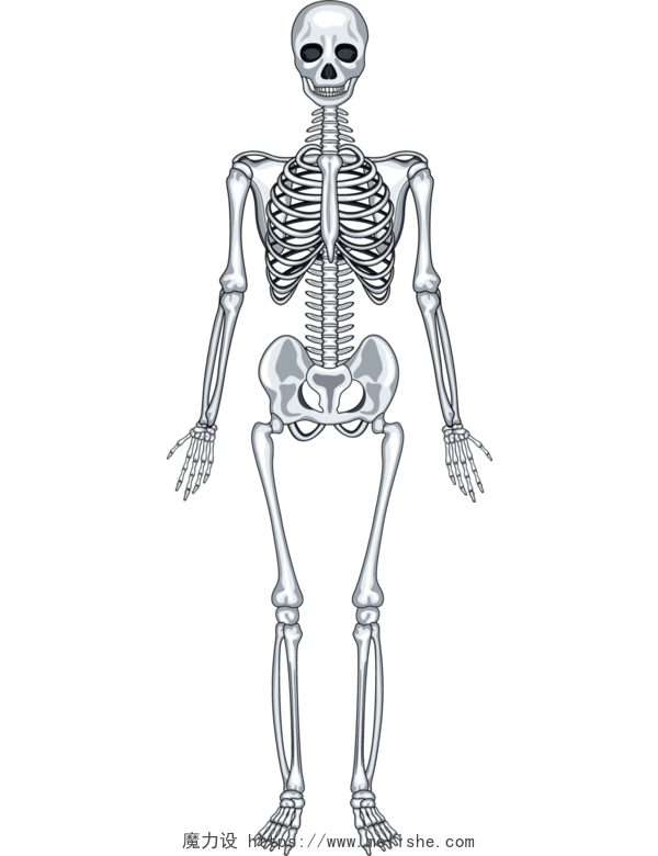 人体骨骼 